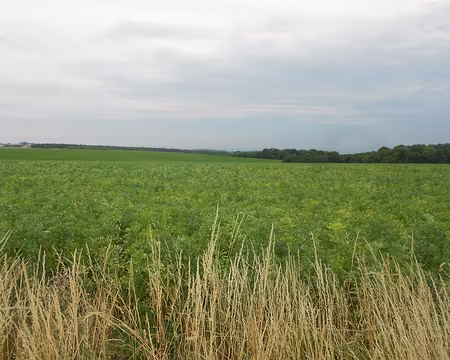 PXL002 Champ de fèves