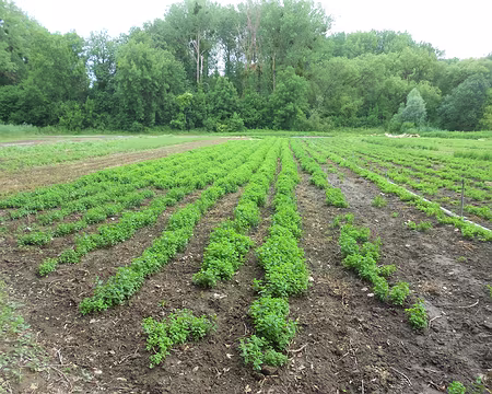 PXL003 Plantation de menthe