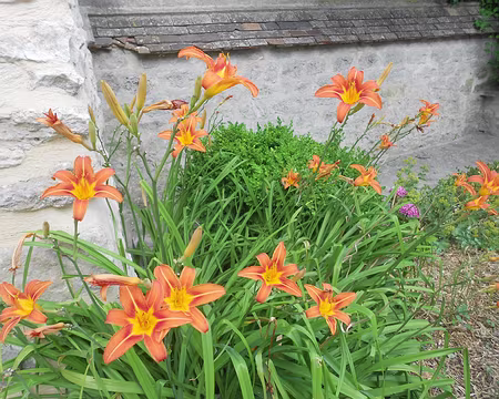 PXL008z1756 Lilium. Merci à Pierre-Marc.