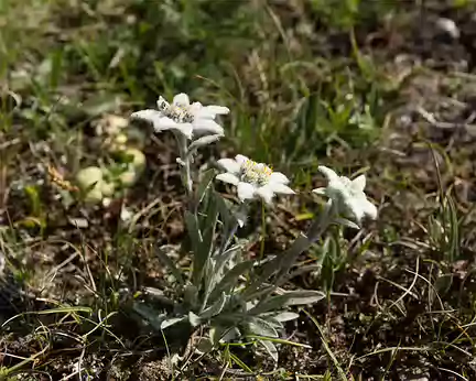 FM9A1890 Edelweiss (Leontopodium nivale subsp. alpinum (Cass.) Greuter, 2003)