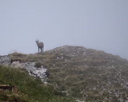 PXL005 Un véritable quadrupède s'approche ..