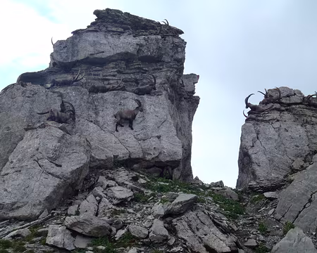 PXL063 Au moins 16 bouquetins.