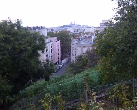PXL015 La butte Bergeyre et son clos viticole, le clos des Chaufourniers.