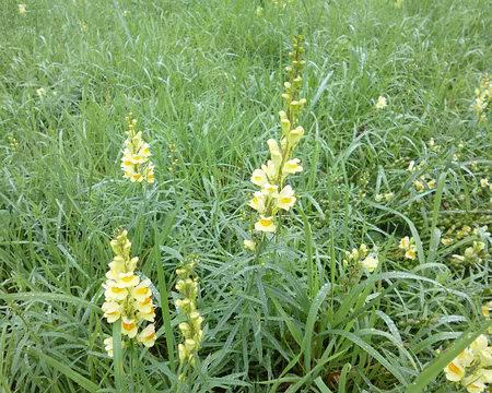 PXL003 Gueules-de-loup sauvages