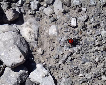 PXL002 Aujourd'hui, c'est Carnaval chez les araignées