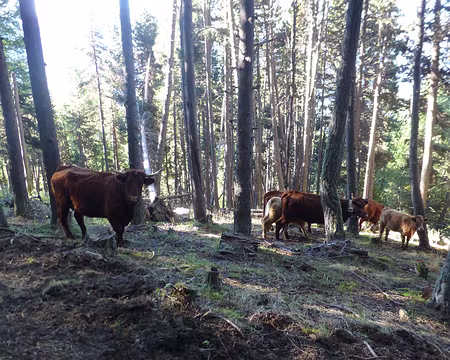 PXL023 Vaches Salers du gardien de la Pare