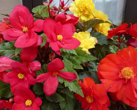 PXL007 Bégonias. Merci à Jean-Claude pour cette 4è étape du tour de l'Ile de France à la découverte du patrimoine.