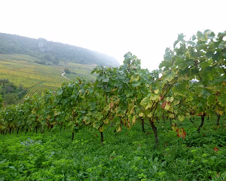 PXL005 Un terrain dédié à la vigne : Pouilly Fuissé et Saint Véran essentiellement