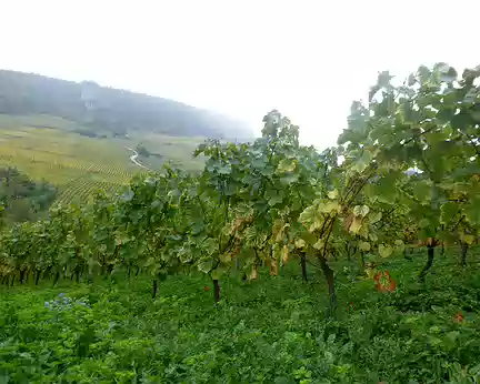 PXL005 Un terrain dédié à la vigne : Pouilly Fuissé et Saint Véran essentiellement