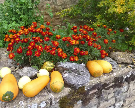 PXL022 Nature morte aux coloquintes