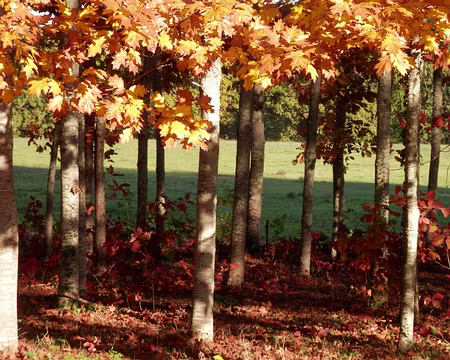 PA250140 chênes rouges d'Amérique