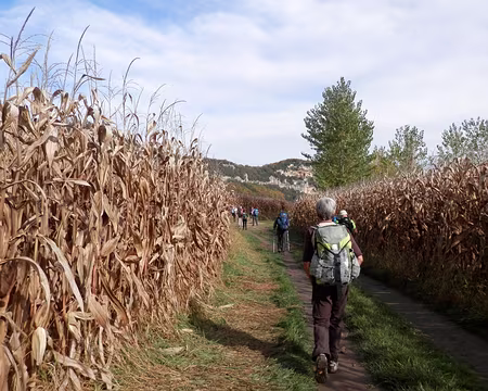 PA280268 le maïs est mûr