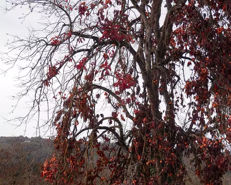 PA290325 plaqueminier généreux