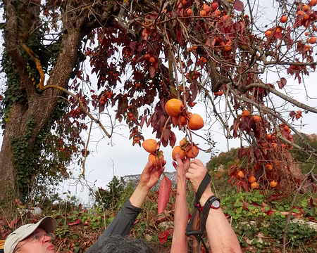 PA290332 sus aux kakis