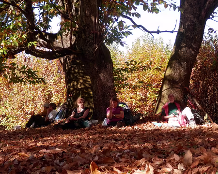 PA300362 sous les châtaigners