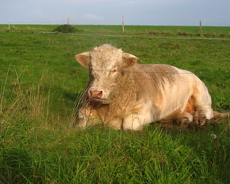 015 taureau au repos.