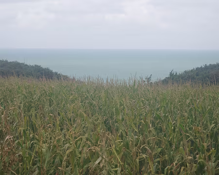 Champ en bord de mer Champ en bord de mer.