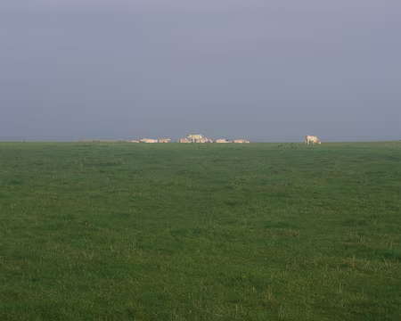 Vaches à l’horizon Vaches à l’horizon.