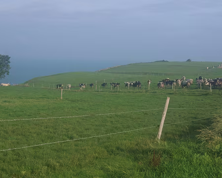 Troupeau de vaches normandes Troupeau de vaches normandes.