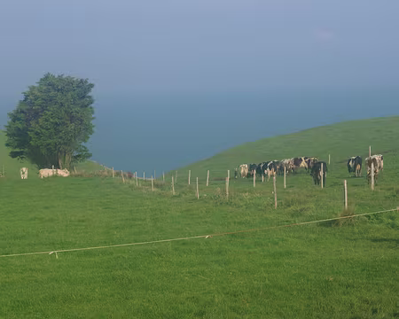 Troupeau de vaches normandes Troupeau de vaches normandes.