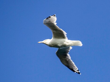 Florence Florence LP, détail sortie