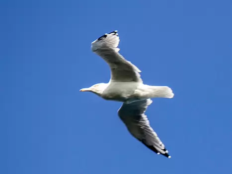 Florence Florence LP, détail sortie