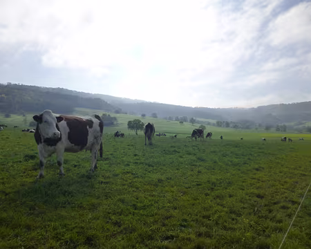 PXL040 Vaches montbéliardes