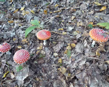PXL002 Amanites tue-mouches