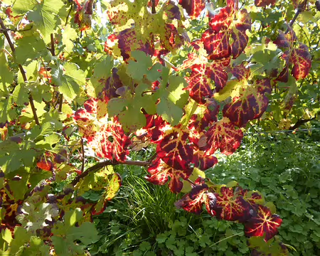 PXL013 Merci à Jean-Claude ainsi qu'à Alain pour ce parcours automnal dans le vignoble des côteaux de la Marne.