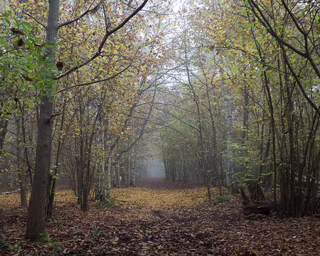 001 Forêt de Moisson