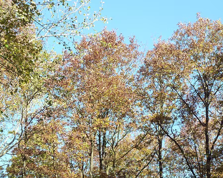PXL004 Je vois les tilleuls et les chênes Ces géants aux cent bras ornés Jean Racine 1656