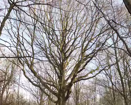 PXL001 Chêne remarquable de la Pocqueterie, Forêr de Rambouillet