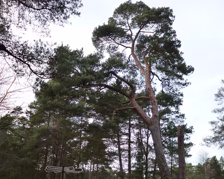 PXL005 Pin sylvestre ramarquable.