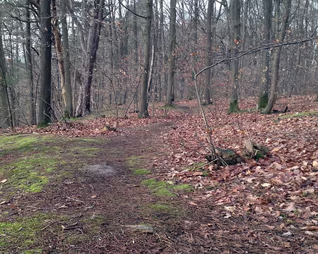 02 Sentier forestier