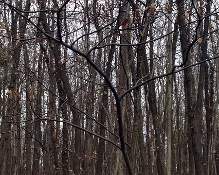 03 Paysage forestier