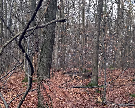 04 Structure d’une branche