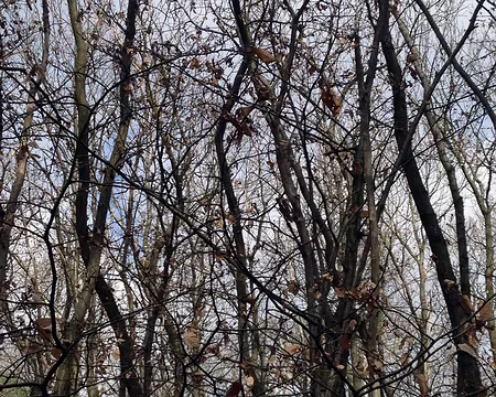 05 Paysage forestier sur fond céleste