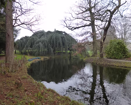 PXL004 Exceptionnel cèdre bleu pleureur de 680 m2 de surface de ramure et vieux de 130 ans.