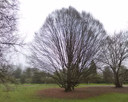 PXL005 Charme fastigié.