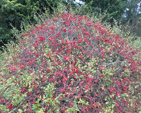 PXL007 Cognassier à fleurs.