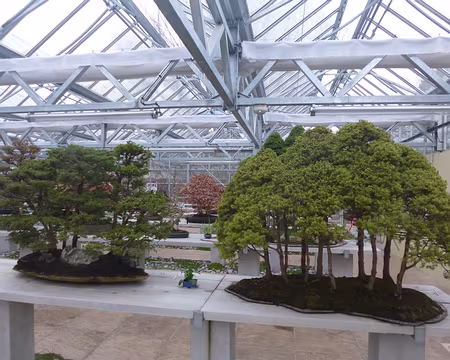 PXL008 Collection de bonsaïs