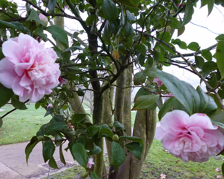 PXL022 Camélia. Merci à Nicole pour cette balade du 1er janvier.