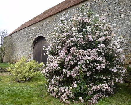PXL010 Laurier tin. Merci à Jean-Claude pour la 9è étape du Tour de l'Ile- de- France, entre Orgérus et Méré.
