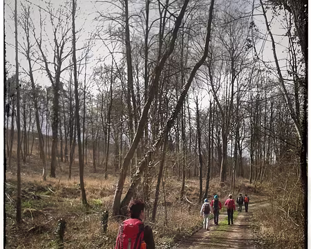 19o Forêt de Lisle Adam.