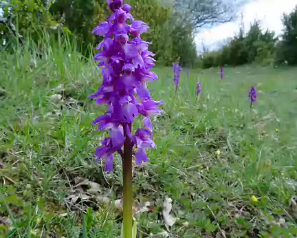 PXL015 Orchis