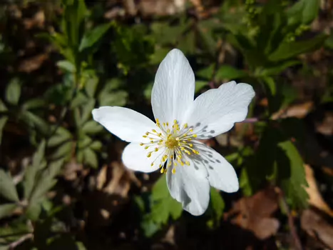 Dominique Dominique F, détail sortie