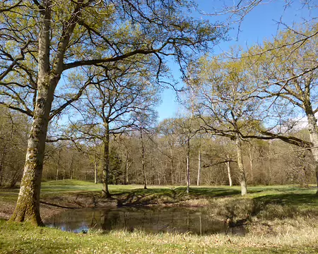 PXL006 Forêt de Rougeau aménagée pour les chasses royales de Louis XV.