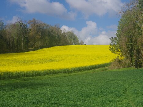Olivier Olivier M, détail sortie