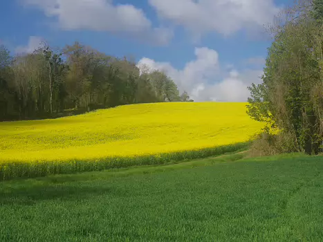 Olivier Olivier M, détail sortie