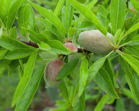 2016_04_25_08-47-35 Amandes